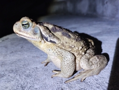 Rhinella diptycha