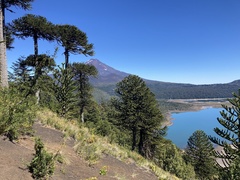 Araucaria araucana