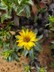 Haplopappus foliosus