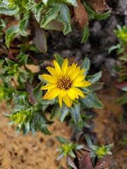 Haplopappus foliosus