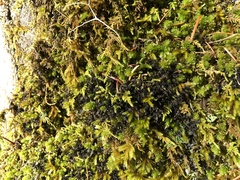 Leptochidium albociliatum