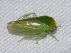 Macropsis