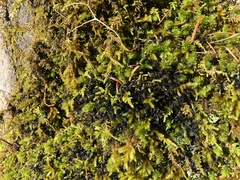 Leptochidium albociliatum