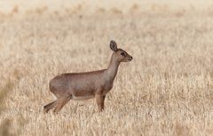 Raphicerus campestris