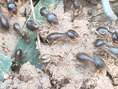 Macrotermes carbonarius