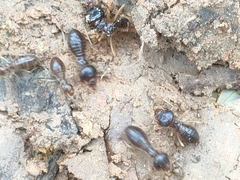 Macrotermes carbonarius