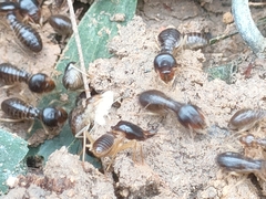 Macrotermes carbonarius