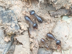 Macrotermes carbonarius