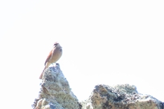 Emberiza capensis capensis
