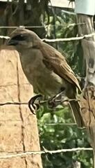 Agelaioides fringillarius