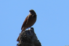 Emberiza capensis capensis