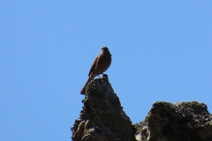 Emberiza capensis capensis