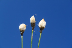 Eriophorum vaginatum