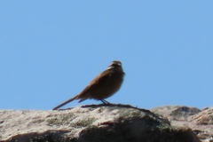 Emberiza capensis capensis
