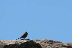 Emberiza capensis capensis