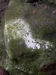 Lepraria finkii