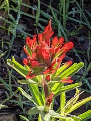 Castilleja martini