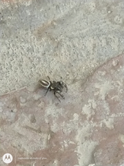 Dendryphantes mordax