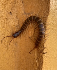 Scolopendra gigantea