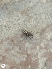 Dendryphantes mordax