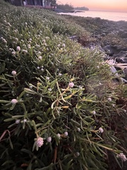 Blutaparon vermiculare