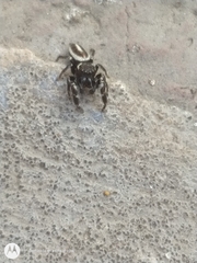 Dendryphantes mordax