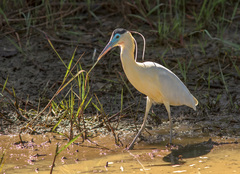 Pilherodius pileatus