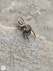 Dendryphantes mordax