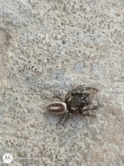 Dendryphantes mordax