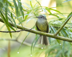 Myiopagis viridicata