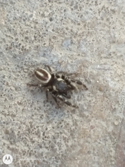 Dendryphantes mordax