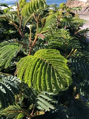 Paraserianthes