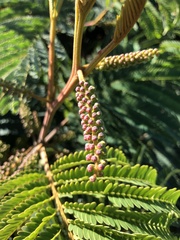 Paraserianthes