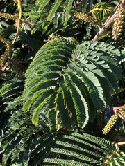 Paraserianthes