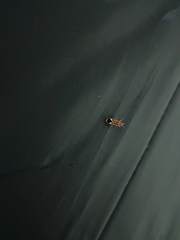 Graptostethus verticalis