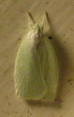 Nymphostola galactina