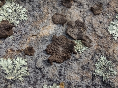 Lasallia pensylvanica