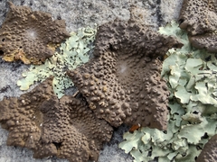 Lasallia pensylvanica