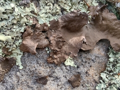 Lasallia pensylvanica