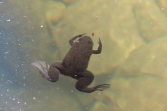 Xenopus laevis