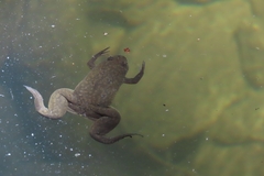Xenopus laevis