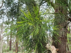 Exocarpos cupressiformis