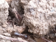 Macrotermes carbonarius