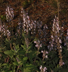 Salvia disermas