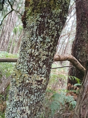 Exocarpos cupressiformis