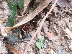 Macrotermes carbonarius