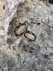 Acanthopleura granulata