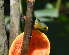 Euphonia gouldi