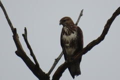 Buteo trizonatus