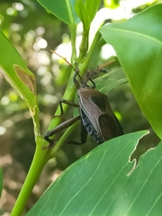 Rhoecus australasiae